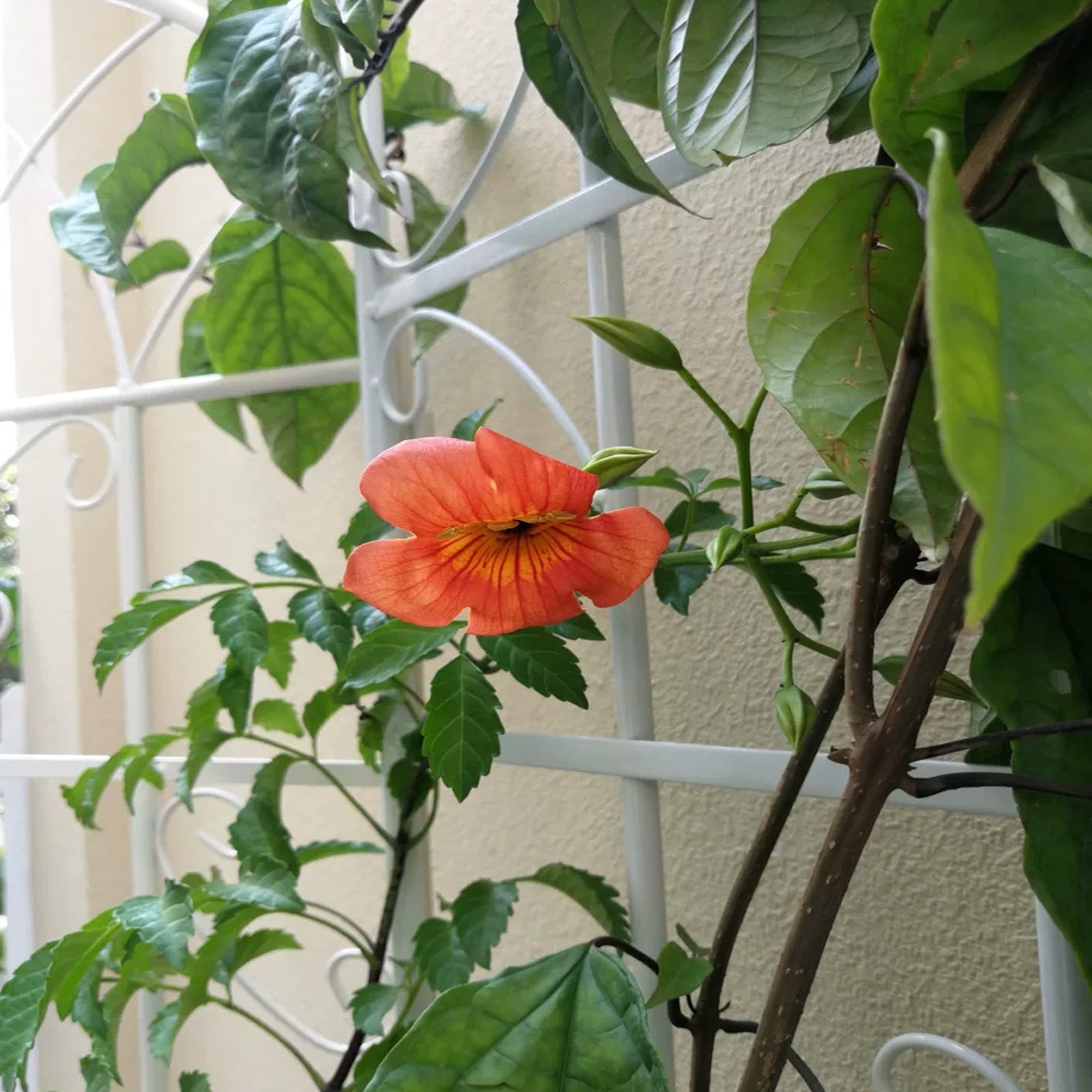 4 Pack Metal Garden Trellis 7  X19.7 Rustproof For Climbing Plants Support Inkedjoy