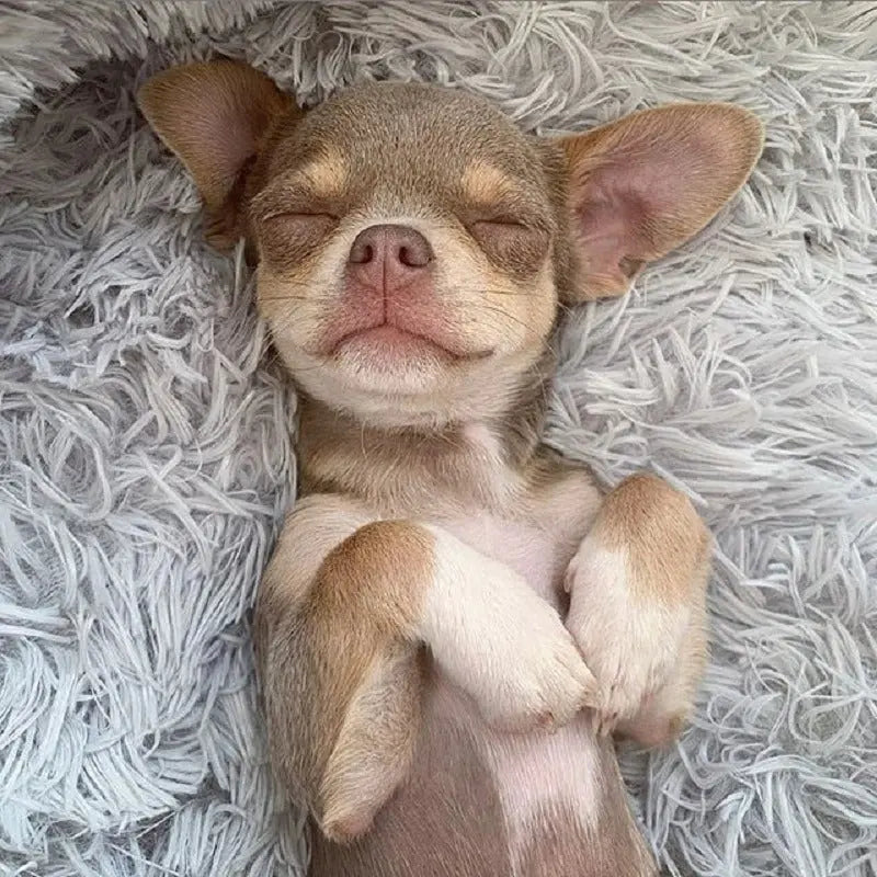 Dog Bed Super Soft Washable Long Plush Pet Kennel Deep Sleep Dog House Velvet Mats Sofa For Dog Basket Pet Cat Bed My Store