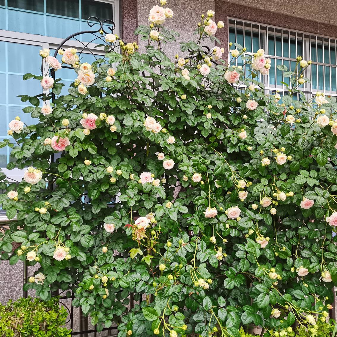 2 Pack Metal Garden Trellis Rustproof Trellis For Climbing Plants Inkedjoy