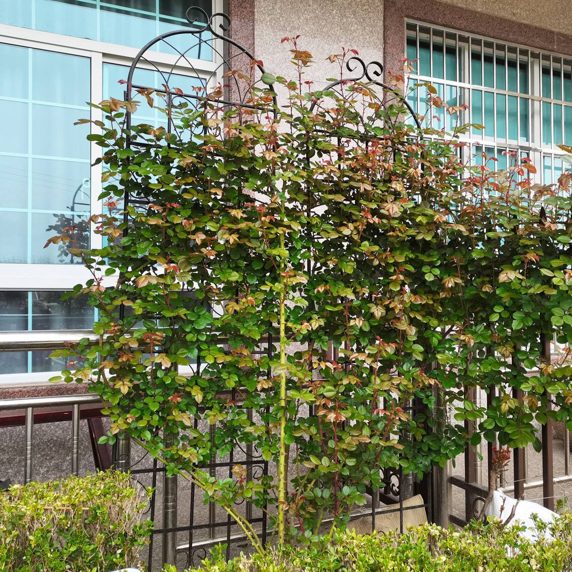 2 Pack Metal Garden Trellis Rustproof Trellis For Climbing Plants Inkedjoy