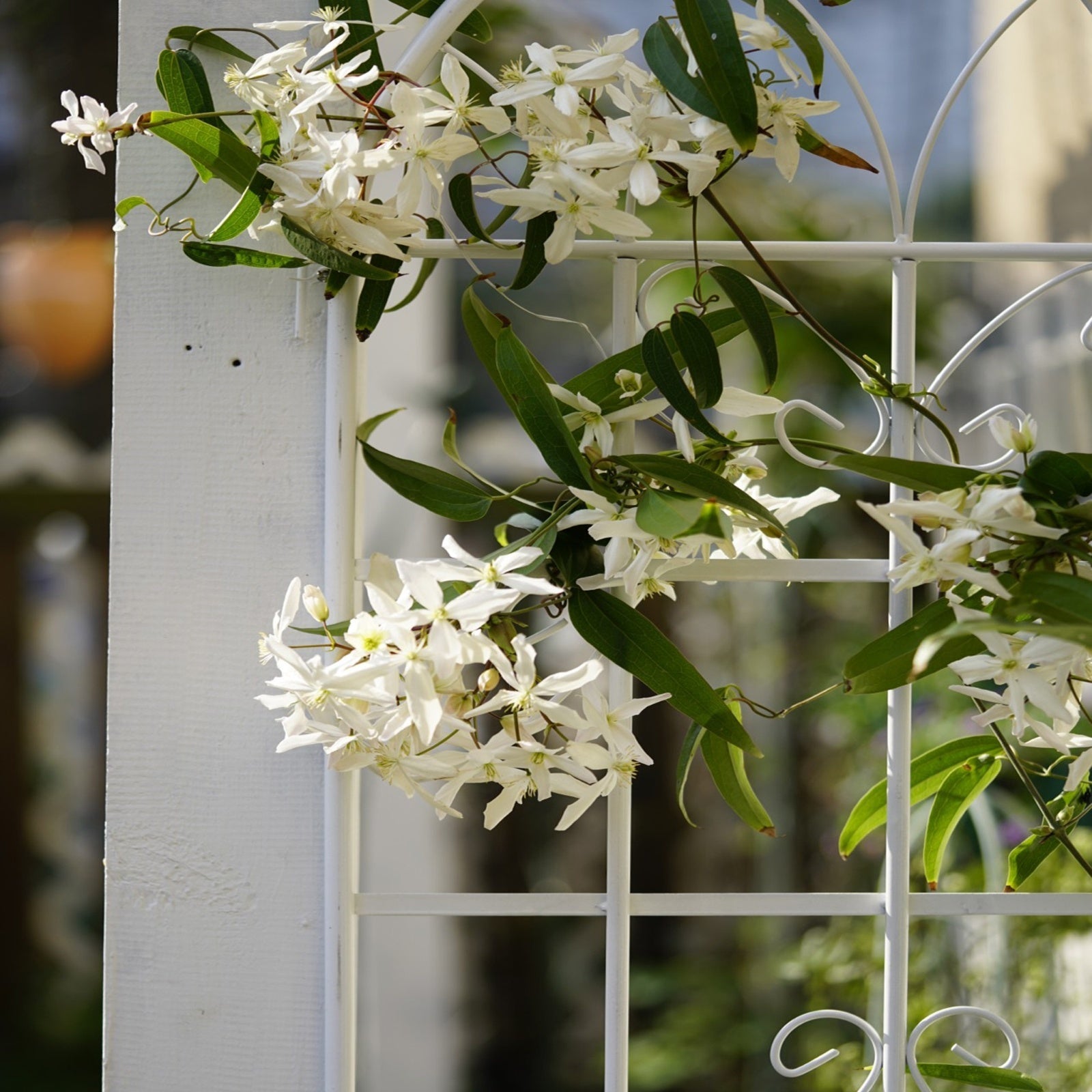 4 Pack Metal Garden Trellis 7  X19.7 Rustproof For Climbing Plants Support Inkedjoy