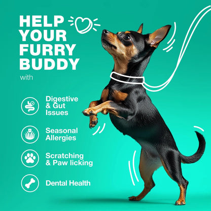 Gut Health Immunity Yeast Balance Itchy Skin Allergies Probiotics And Digestive Enzymes -180 Probiotic Chews For Dogs My Store