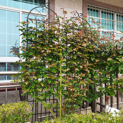 2 Pack Metal Garden Trellis Rustproof Trellis For Climbing Plants Inkedjoy
